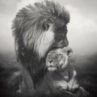 Lion Girl