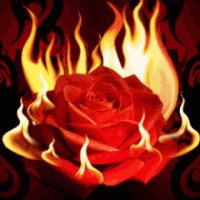 Fire Rose