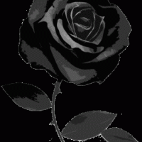BLACK ROSE